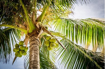 Will high palm fatty alcohol prices reshape the cosmetic industry?